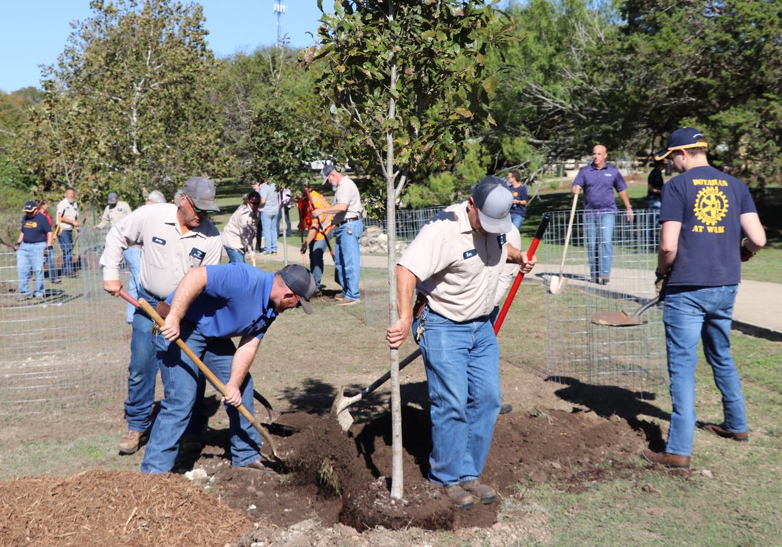 City to offer Arbor Day free tree giveaway Tuesday