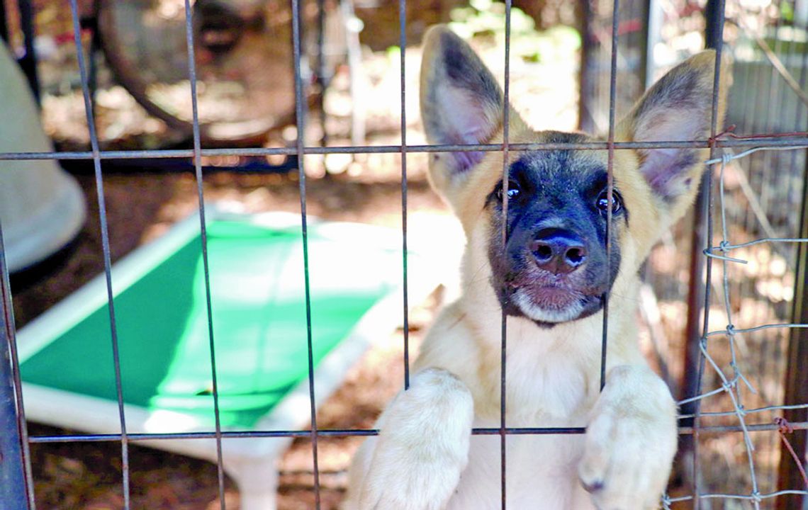 Buzz keeps a close eye out for potential adopters who might come and take him to his “forever home.”