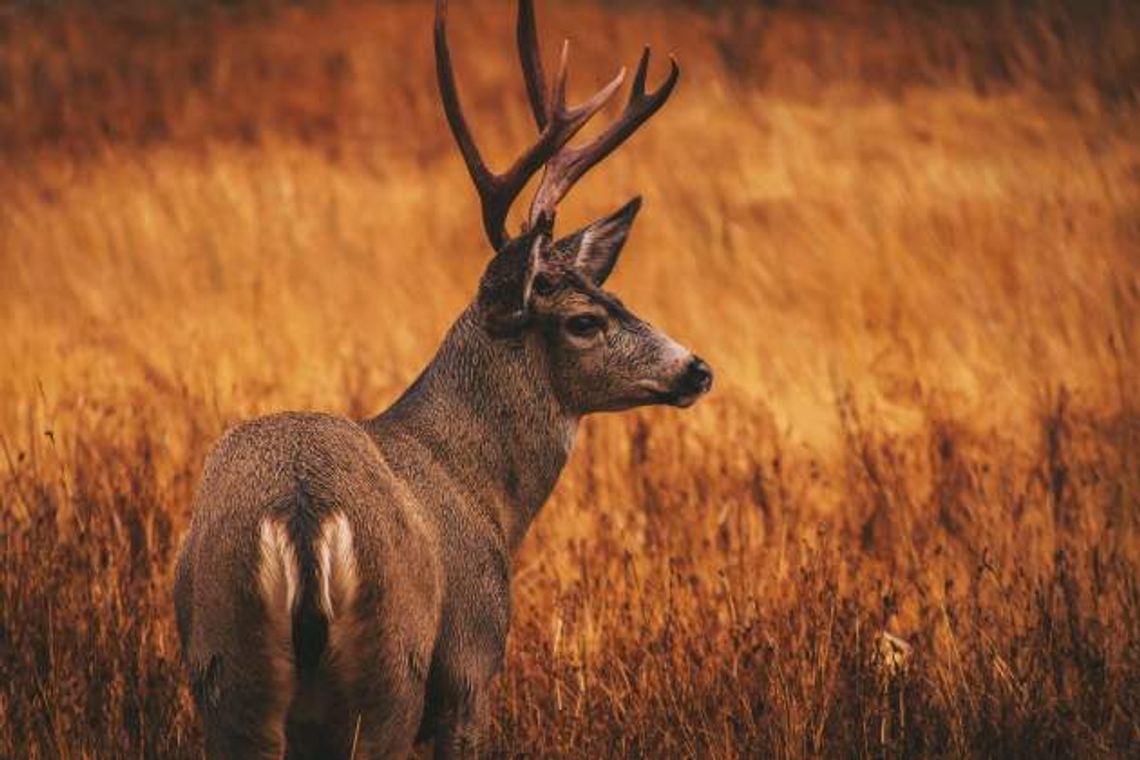 Chronic Wasting Disease a real threat to Texas deer