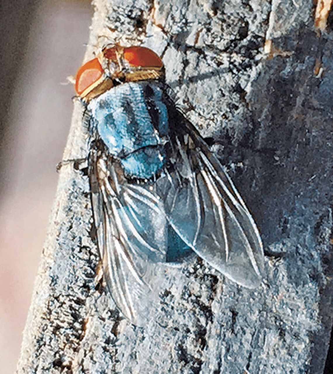County officials issue warning about New World screwworm