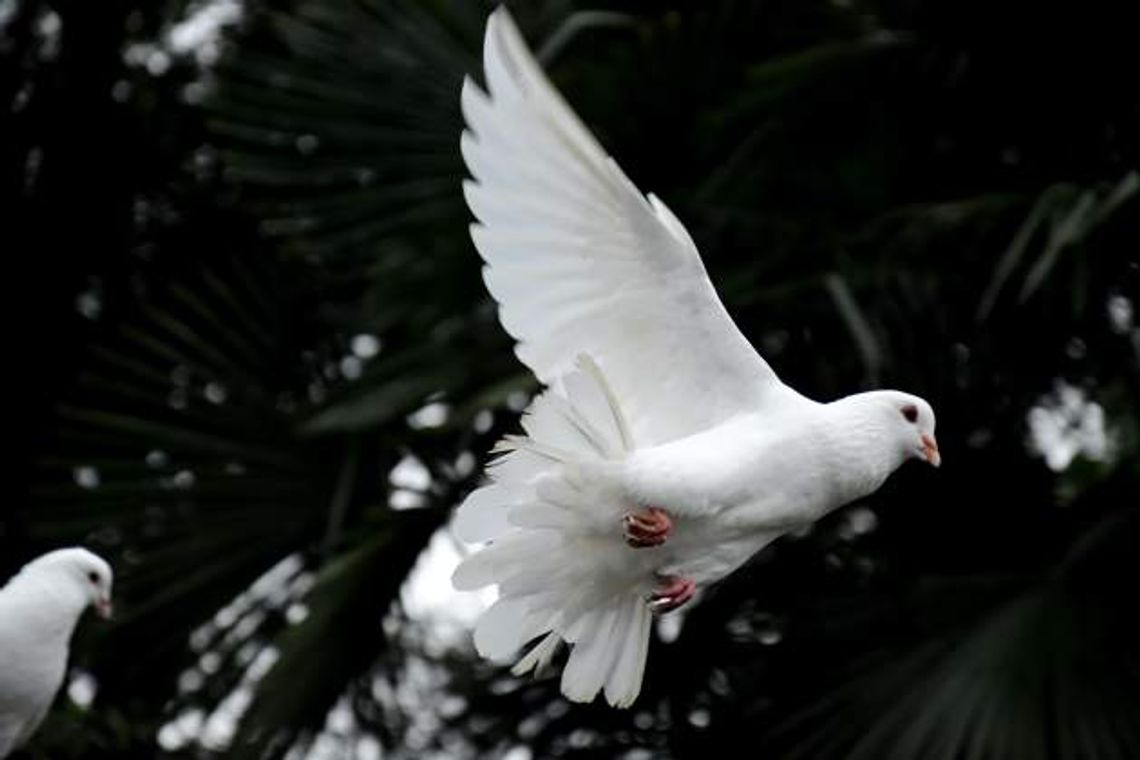 Despite summer heat, dove season expected to have soaring numbers