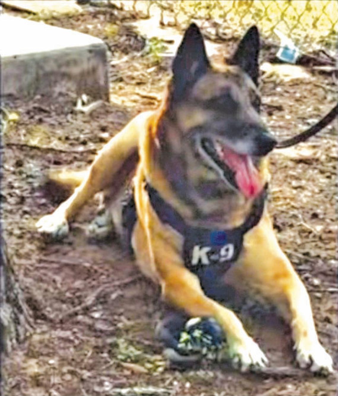 Fair Oaks Ranch retires K9 Buddy after seven years