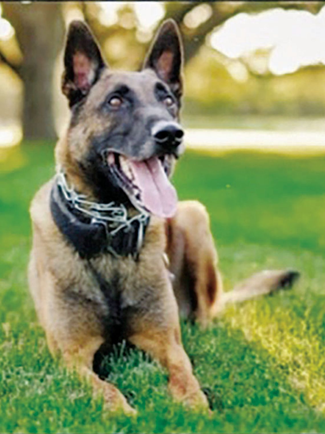 Fallen Boerne K9 among memorial run honorees Fallen Boerne K9 among memorial run honorees