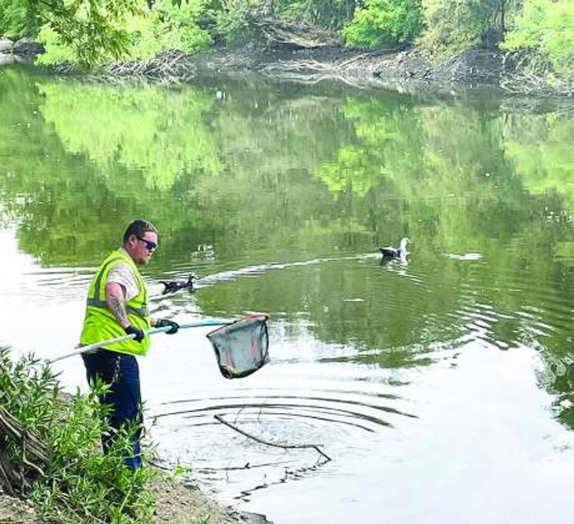 Floating fish rare but natural phenomenon