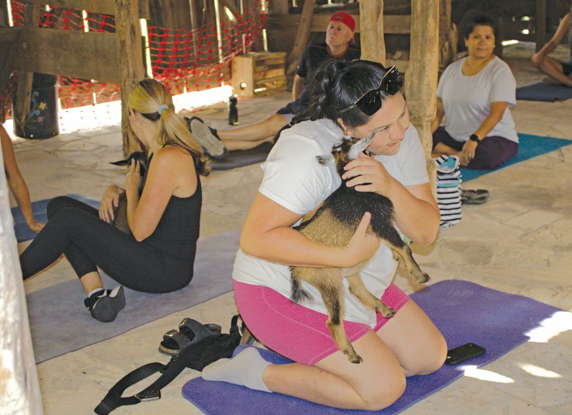 Goat yoga: Good for the soul, the joints, and a laugh