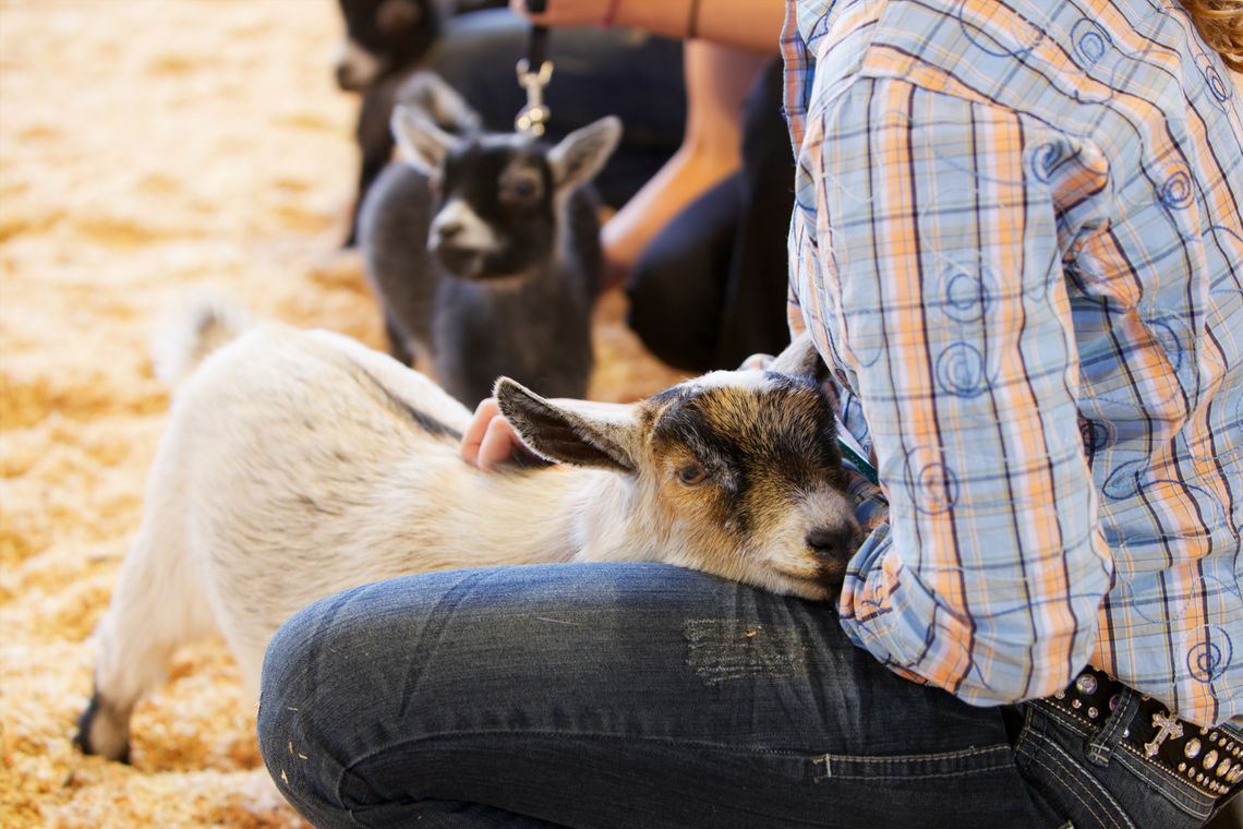 Junior Livestock Show boosts kids once again