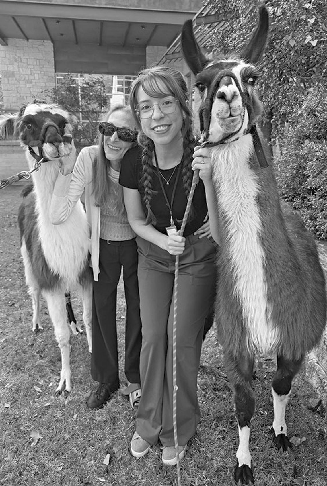 Library: Bearded dragons,valentines, and Chinese New Year