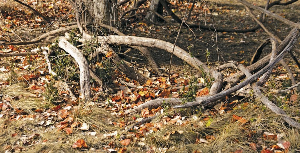 Memorable sights, sounds of ‘hitting the Cibolo trail’