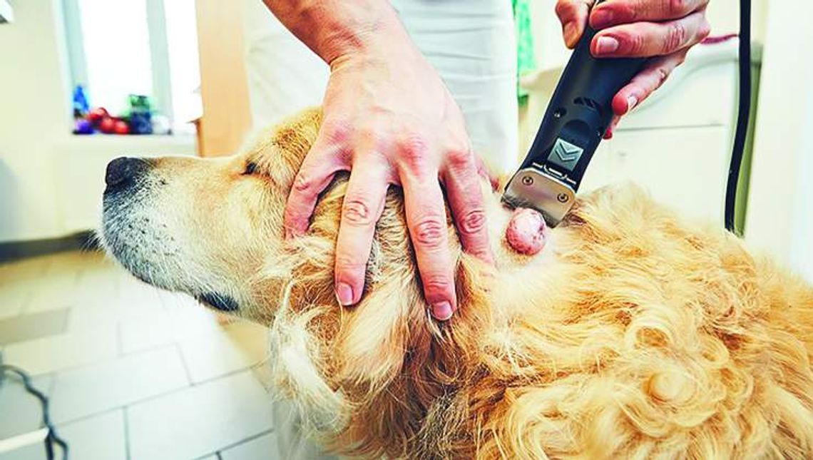 Options available when dealing with cancer in pets