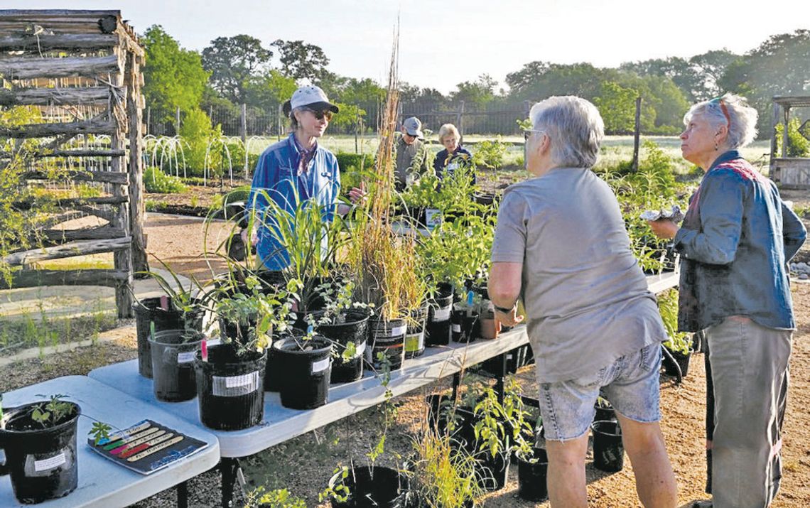Planting native trees for pollinators, birds