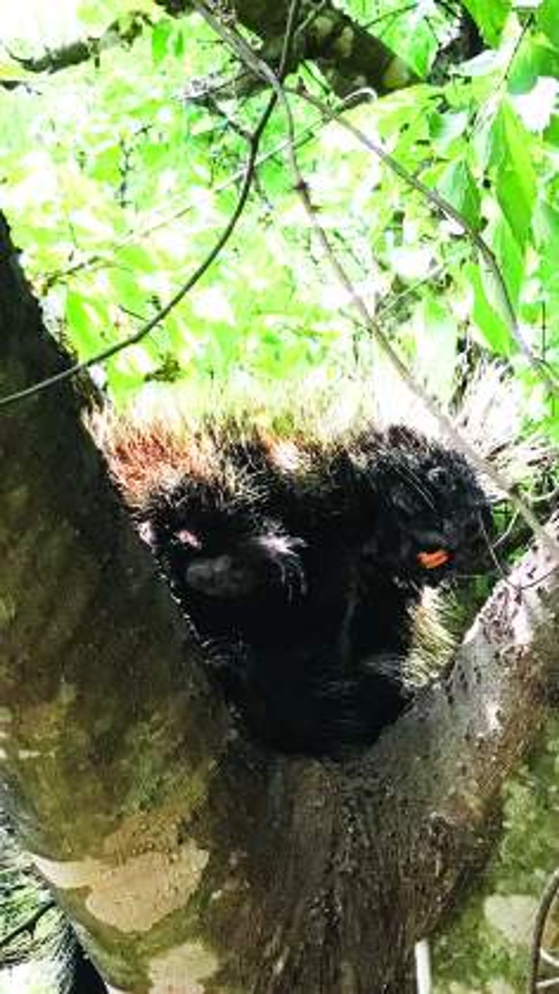 Porcupines: Living and learning on the land