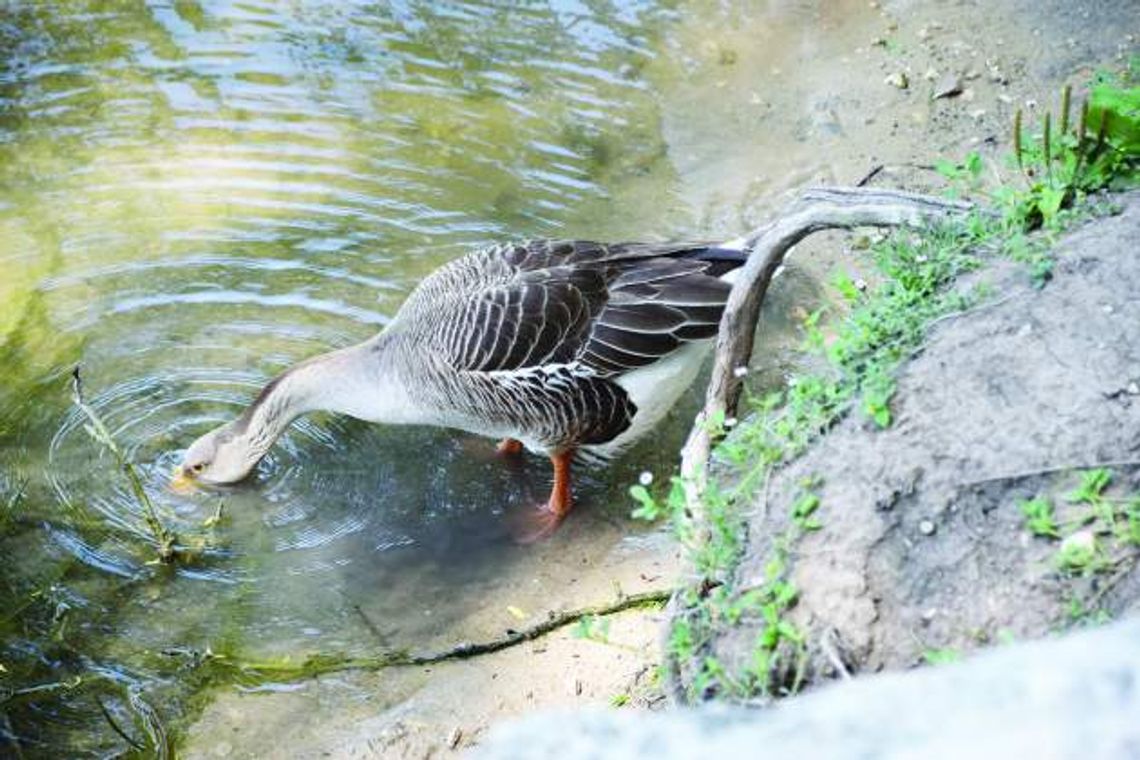 A Cibolo Creek duck puts its beak under water as it fishes for food. 