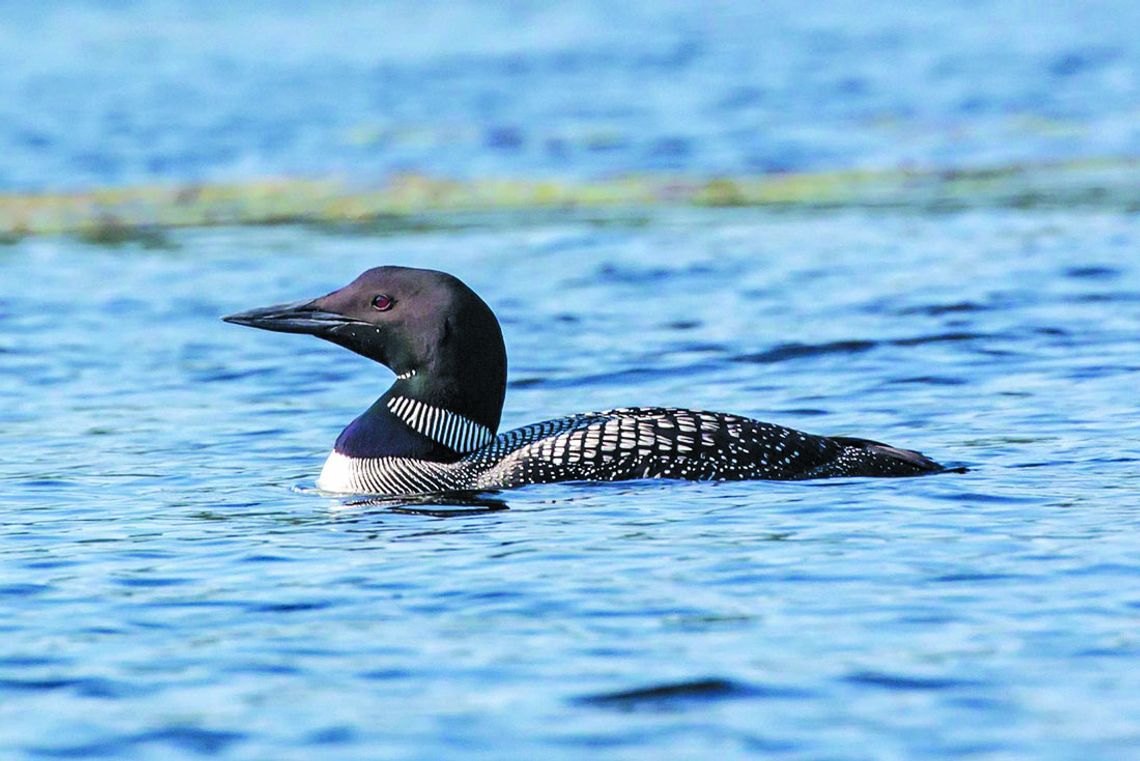 Quite an (un)Common Loon encounter