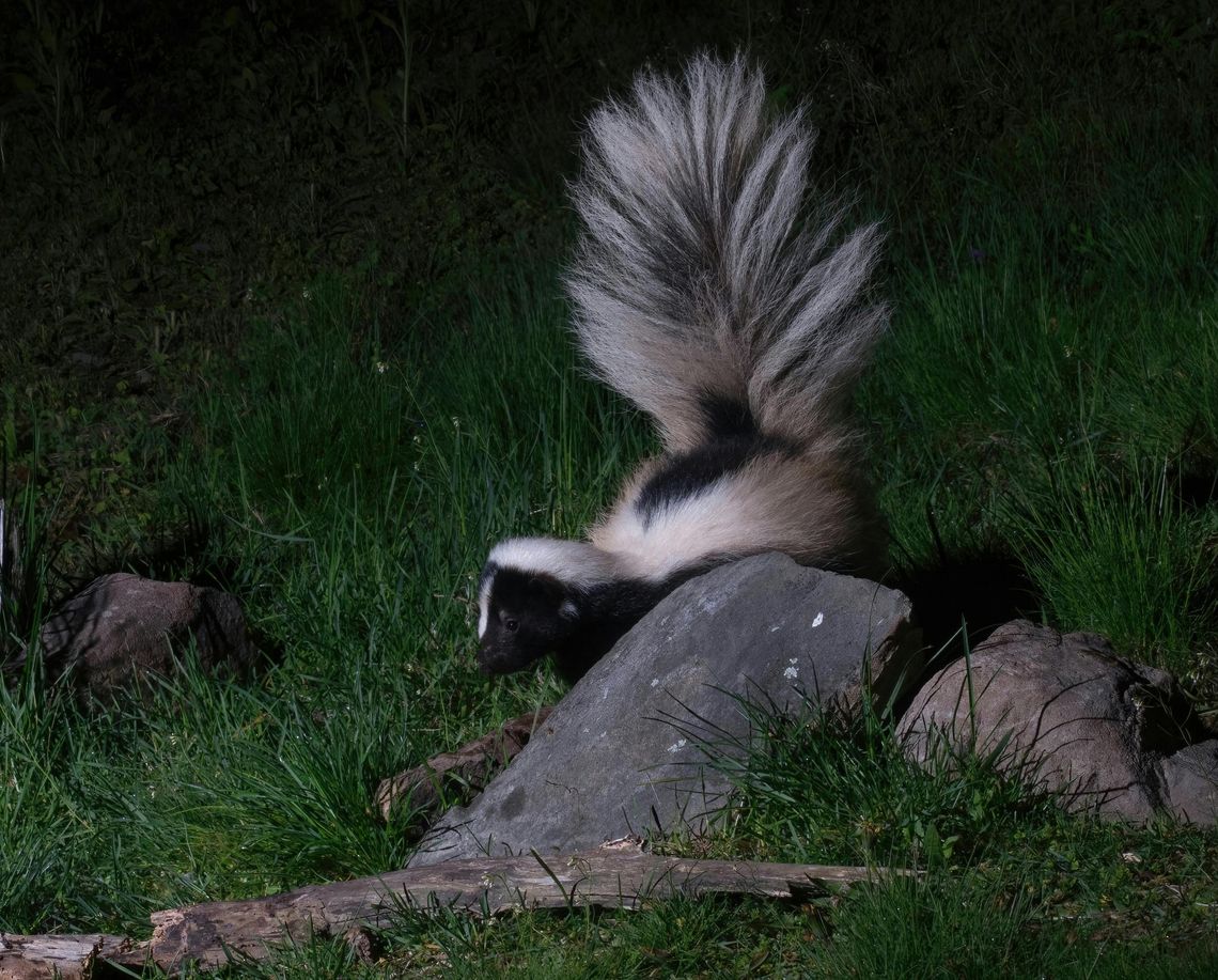 Rabies cases reported in Fair Oaks Ranch