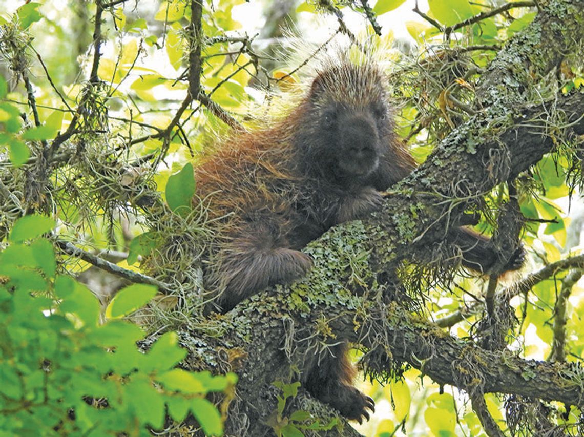 Spotting the ‘Thorn Pig’ of The Cibolo