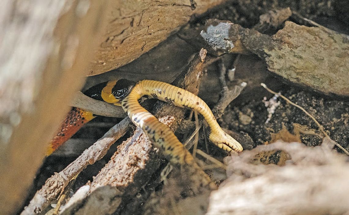 Ssssnakes alive!