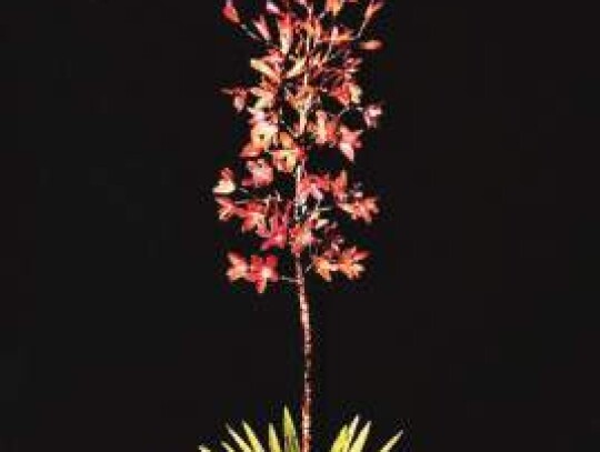 Gary Thompson, Single bloom triple yucca; Texas Treasures Fine Art Gallery, Boerne.