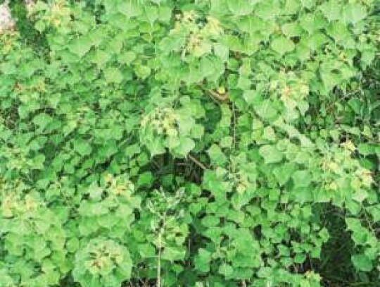 The Chinse Tallow Tree is an invasive plant often found in the region that should be removed frequently. Make sure invasive plant removal is part of your land management plan. Submitted photo