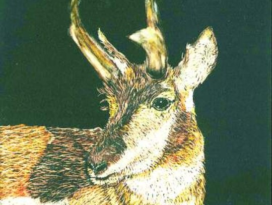 Dena Syzmarek, “New Mexico Pronghorn,” scratchboard, Carriage House Gallery of Artists, Boerne.