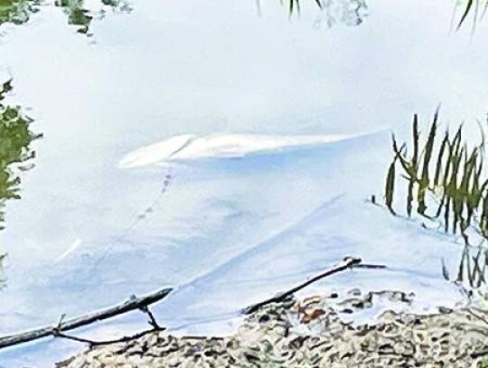 A fish floats int he creek. Star photo by Zachary-Taylor Wright