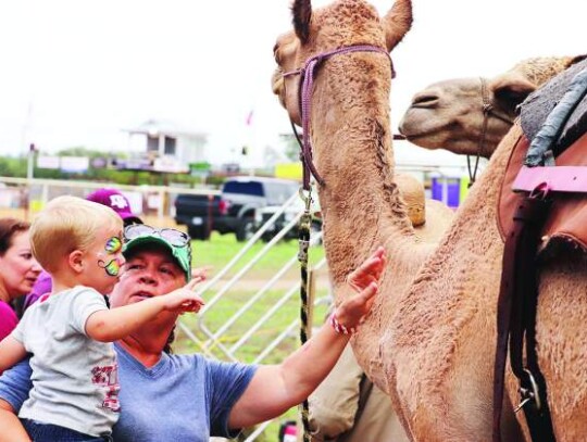 Darla Hubbard urges her grandson, Bennett Leihsing, to reach out and pet a camel available for rides at the Kendall County Fair on Sunday. It was a family affair for the Hubbards as Darla and her husband, Matthew, took the grandkids, Bennett and Faith, to the festivities. Star photo by Zac...