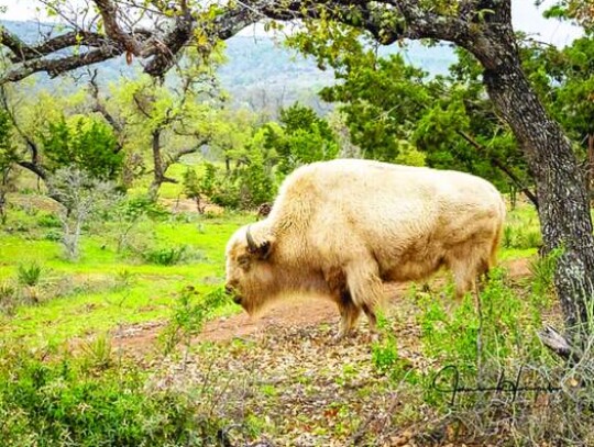 Jim Heupel, “White Plains Buffalo,” photograph, Gallery 195, Boerne.