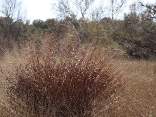 : A section of the 20-acre lot before it was burned at The Cibolo Preserve.