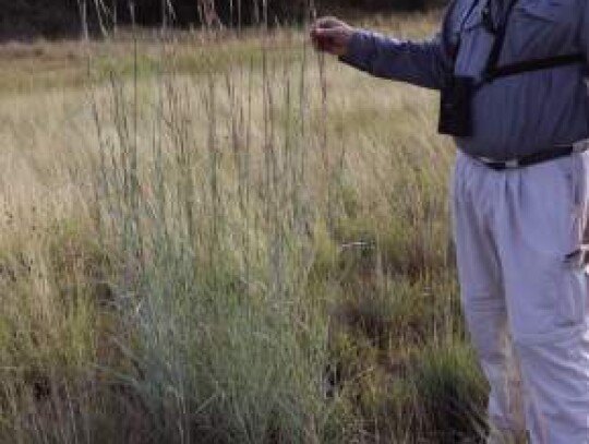 Rufus Stephens, one of the trustees for the Cibolo Preserve, stands by a six-foot tall section of silver blue stem that has rebounded from the Preserve’s prescribed burn in January. Photos By Jeff B. Flinn.