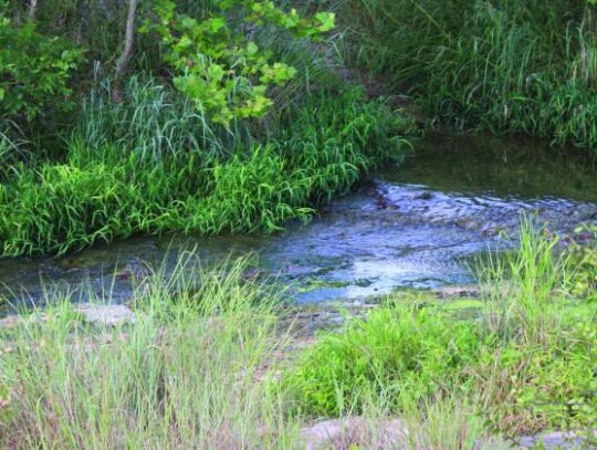 A scenic portion of the Cibolo Creek cuts through the Cibolo Preserve. Photo by Jeff B. Flinn.