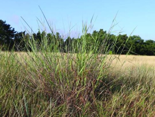 A large clump of switchgrass sprouts through thickets of the wheat-like King Ranch blue stem.