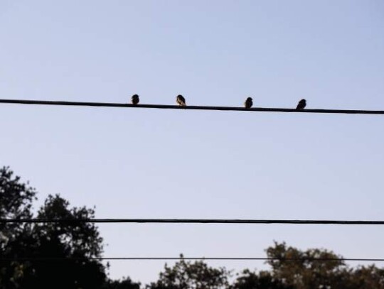 Four ban swallows observe the bird survey team from wires above the trail.