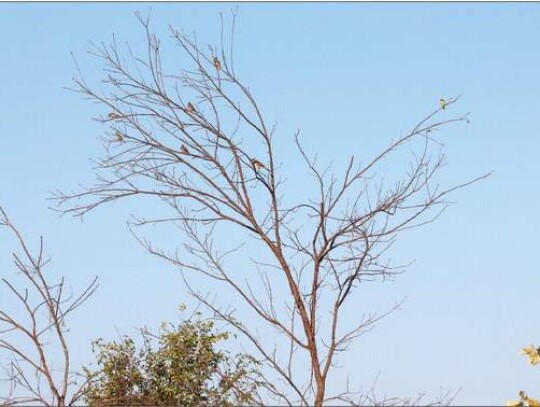 About a half-dozen house finches are spotted in a tree’s leafless branches along the prairie area of the Cibolo Nature Center trails. Photos by Jeff B. Flinn